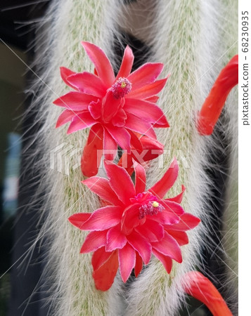 仙人掌，大吉梅里仙人掌 68230935