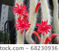 Cactus, Daenggimeori Cactus 68230936