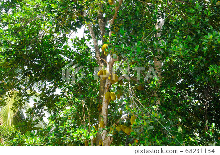 Tropical Breadfruit Tree with ripe fruits. 68231134