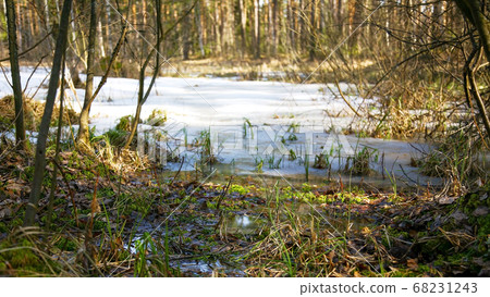 The first spring greenery in the snow pond in the april forest 68231243