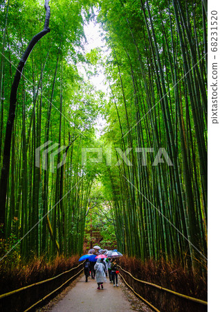 Bamboo forest in the rain Bamboo forest in the rain 68231520