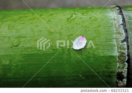 Cherry blossom leaves on the rained bamboo Cherry blossom leaves on the rained bamboo 68231521