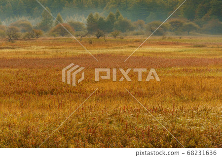 Autumn leaves in the morning in Odashirogahara Autumn leaves in the morning in Odashirogahara 68231636
