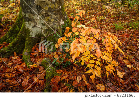 Yellow leaf beech forest Yellow leaf beech forest 68231663