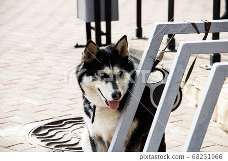 Black and white husky dog, close up portrait 68231966
