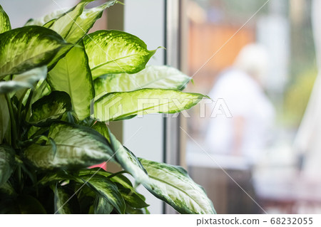Green leaves of a home plant on a window Green leaves of a home plant on a window 68232055