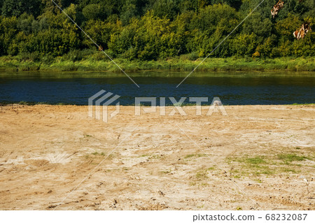 Sandy beach by the river and forest 68232087