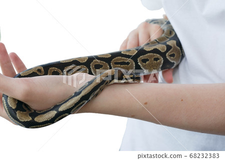 Hands of a girl and a young royal snake. A Hands of a girl and a young royal snake. A 68232383