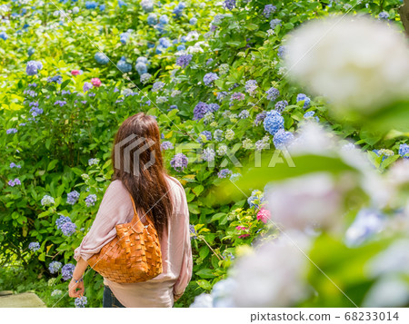 Hydrangea at the Maizuru Nature and Culture Park Hydrangea at the Maizuru Nature and Culture Park 68233014