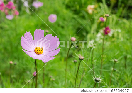 Pink flower among green leaves close up Pink flower among green leaves close up 68234007