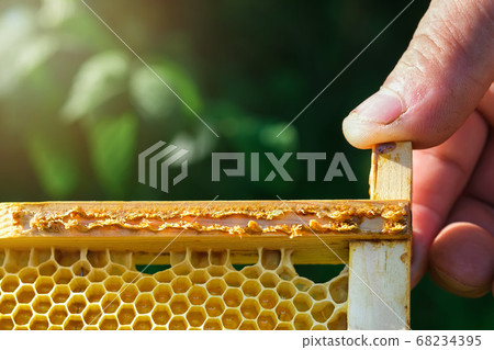 Propolis bee glue. How it helps heal wounds and fight bacteria. Apitherapy. Top views. Propolis bee glue. How it helps heal wounds and fight bacteria. Apitherapy. Top views. 68234395