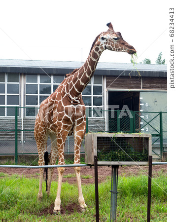 Giraffe  68234413