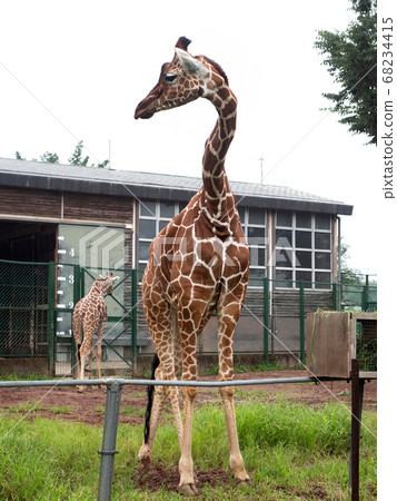Giraffe  68234415