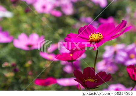 Shobara Bihoku Hillside Park Cosmos 68234596