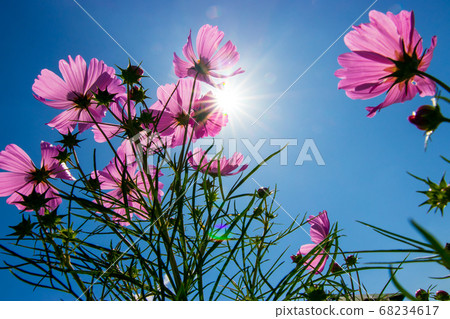 莊原美北山坡公園波斯菊 莊原美北山坡公園波斯菊 68234617