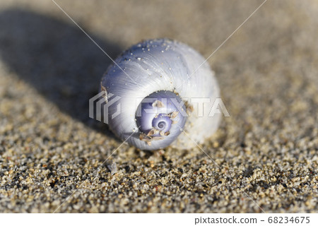 Rurigai drifted on the sandy beach of Amami Oshima 68234675
