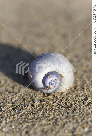 Rurigai drifted on the sandy beach of Amami Oshima 68234676