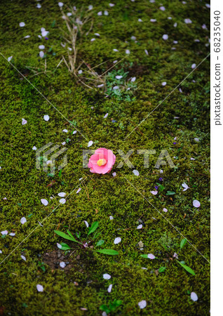 Pink camellia flowers falling on the moss garden Pink camellia flowers falling on the moss garden 68235040