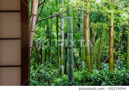 Window with a view of the bamboo forest 68235044