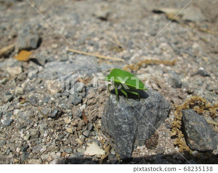 Green bug Green bug 68235138