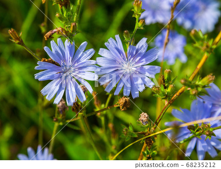 common chicory plant common chicory plant 68235212