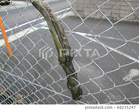 Tree fused with wire mesh Tree fused with wire mesh 68235247