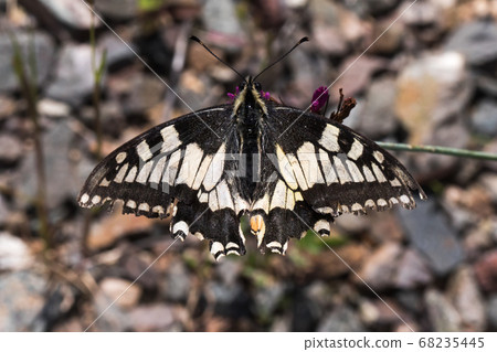 Swallowtail moth (Papilio machaon) 68235445