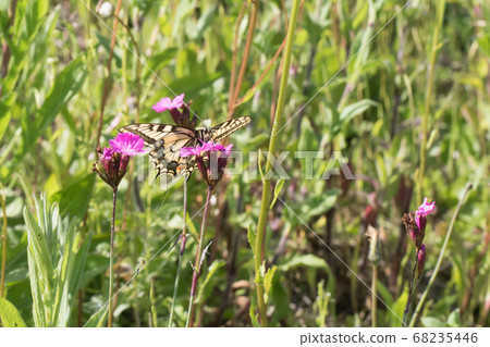 Swallowtail moth (Papilio machaon) 68235446