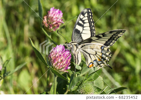 Swallowtail moth (Papilio machaon) 68235452