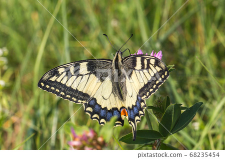 Swallowtail moth (Papilio machaon) 68235454