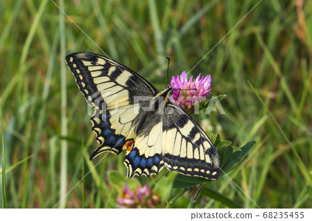 Swallowtail moth (Papilio machaon) 68235455