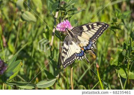 Swallowtail moth (Papilio machaon) 68235461