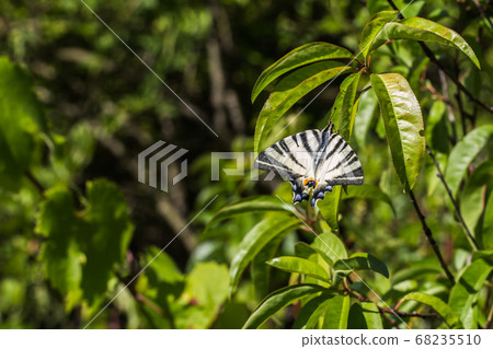 Sail moth (Iphiclides podalirius) 68235510