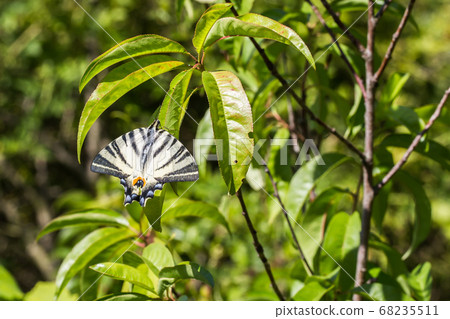 Sail moth (Iphiclides podalirius) Sail moth (Iphiclides podalirius) 68235511