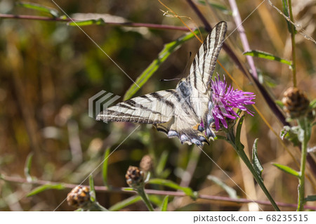 Sail moth (Iphiclides podalirius) Sail moth (Iphiclides podalirius) 68235515