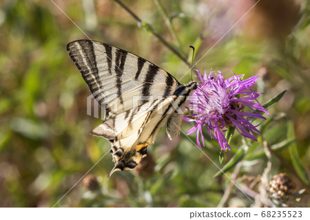 Sail moth (Iphiclides podalirius) 68235523