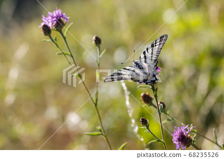 Sail moth (Iphiclides podalirius) 68235526