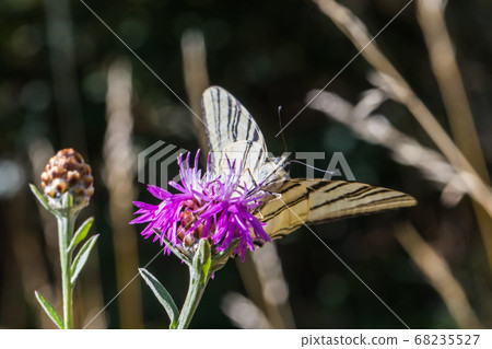Sail moth (Iphiclides podalirius) Sail moth (Iphiclides podalirius) 68235527