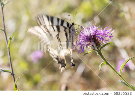 Sail moth (Iphiclides podalirius) Sail moth (Iphiclides podalirius) 68235528