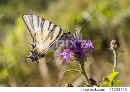 Sail moth (Iphiclides podalirius) 68235530