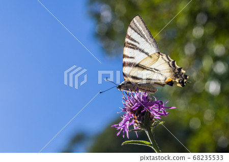 Sail moth (Iphiclides podalirius) 68235533