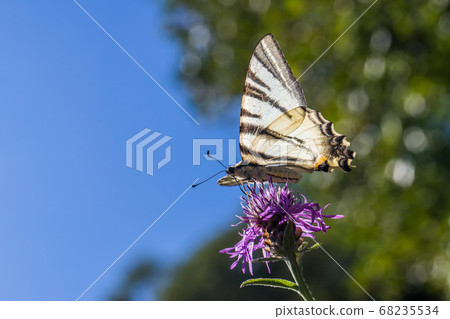 Sail moth (Iphiclides podalirius) 68235534