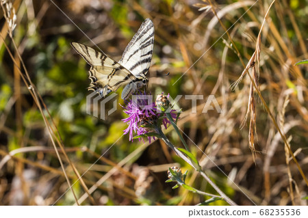 Sail moth (Iphiclides podalirius) 68235536