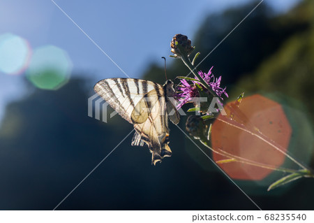 Sail moth (Iphiclides podalirius) 68235540