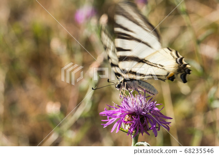 Sail moth (Iphiclides podalirius) Sail moth (Iphiclides podalirius) 68235546