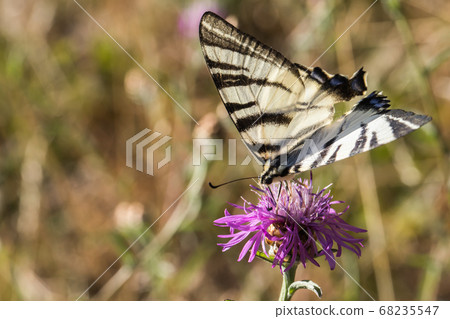 Sail moth (Iphiclides podalirius) Sail moth (Iphiclides podalirius) 68235547