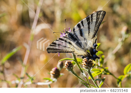 Sail moth (Iphiclides podalirius) Sail moth (Iphiclides podalirius) 68235548