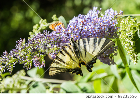 Sail moth (Iphiclides podalirius) 68235550