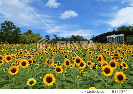 Sunflower of Makimi Hill Park 68235744