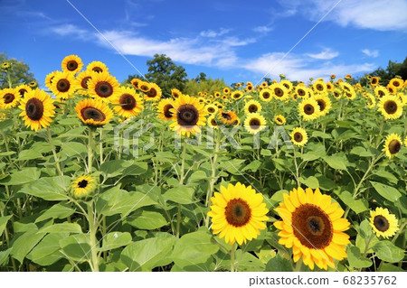 Sunflower of Makimi Hill Park 68235762